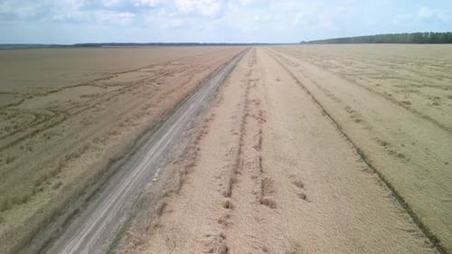 Wheat field aerial view in Ukraine