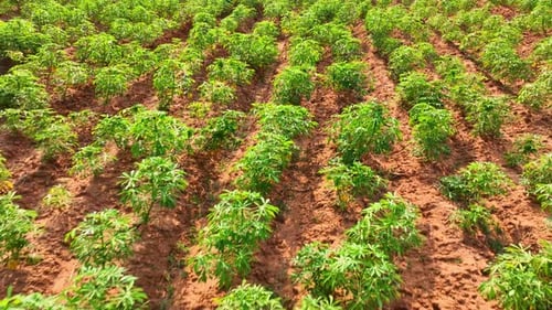Rows of lush cassava plants.
