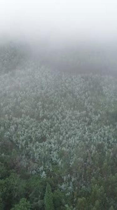 Vertical Video of Foggy Forest
