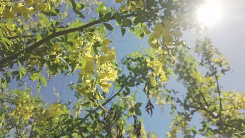inflorescence bright yellow flowers on blooming Laburnum tree swaying in wind