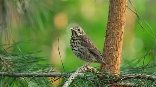 Young Thrush Bird on the Pine Tree