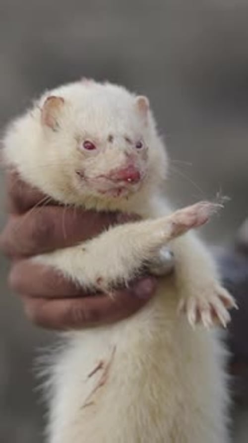 Un furet blanc et un chasseur barbu