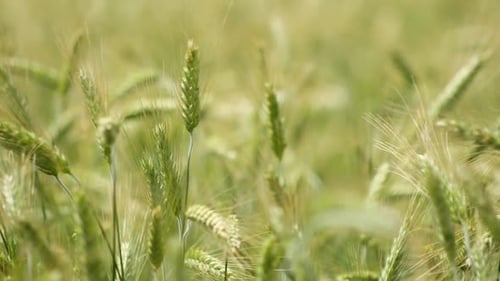 Ralentissement des épis de blé soufflant dans le vent. Croissance vert vif à la mi-été