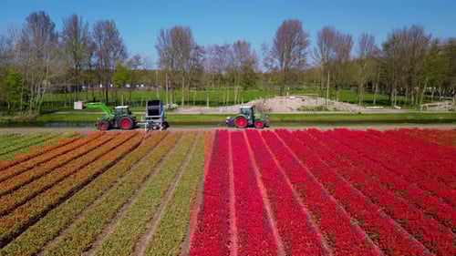 Aerial view of vibrant tulip fields in full bloom, with two tractors drawing water from a canal