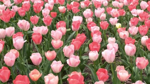 Tulips flower field in the park.