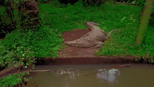 Drone flying towards a big crocodile laying by the river.