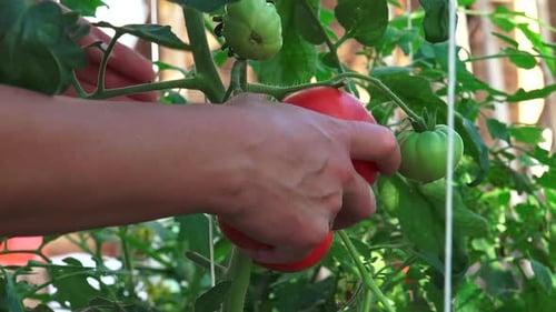 Hands Harvest Fresh Tomatoes from Vine in Garden