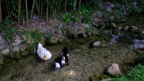 De jolis canards dans un parc municipal