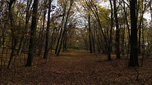 Sunny Day in a Forest in Autumn 26