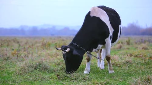 Cow Grazing on Meadow with Green Grass on a Sunny Day