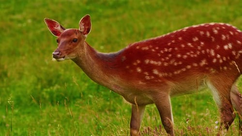 Veado gracioso com chifres grandes na selva. Animais selvagens caminham em Green Meadows