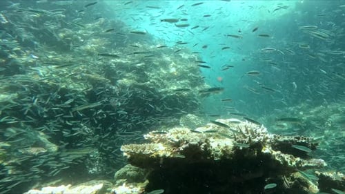 Swimming Through A Large Bait Ball in The Blue Sea. underwater shot