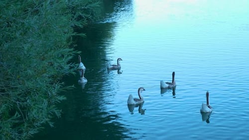 Ducks swimming in a lake