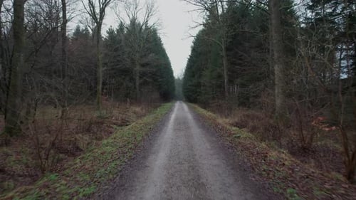 POV Taking a Walk in Pine Wood on a Gravel Forest Path - Dolly In Shot