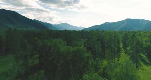 Aerial View Low Flight Above Evergreen Pine Tree Landscape with Endless Mountain Forest at Sunny