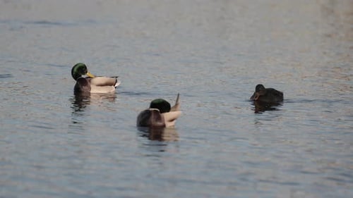 Ducks Swimming Calmly in Pond