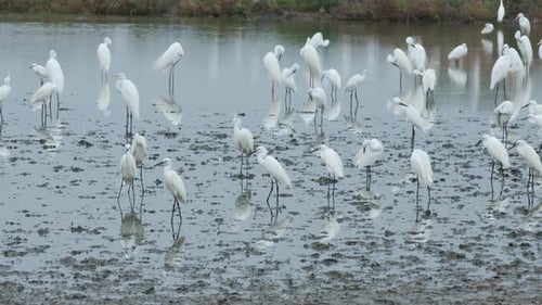 White birds find food in the field.