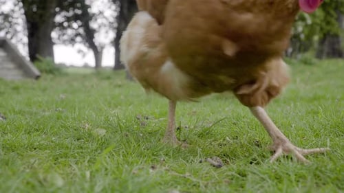 Chicken Walking in Grassy Rural Field