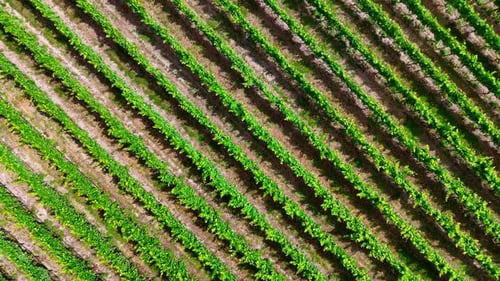 Aerial View of Lush Vineyard Rows During Golden Hour Scenic Landscape and Agriculture Patterns
