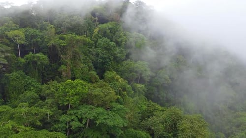 Green jungle trees covered in dense fog, aerial drone view