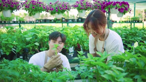 Japanese Couple in Aprons and Gloves Examine Young Plant Seedlings in a Sunny Garden Center Smiling
