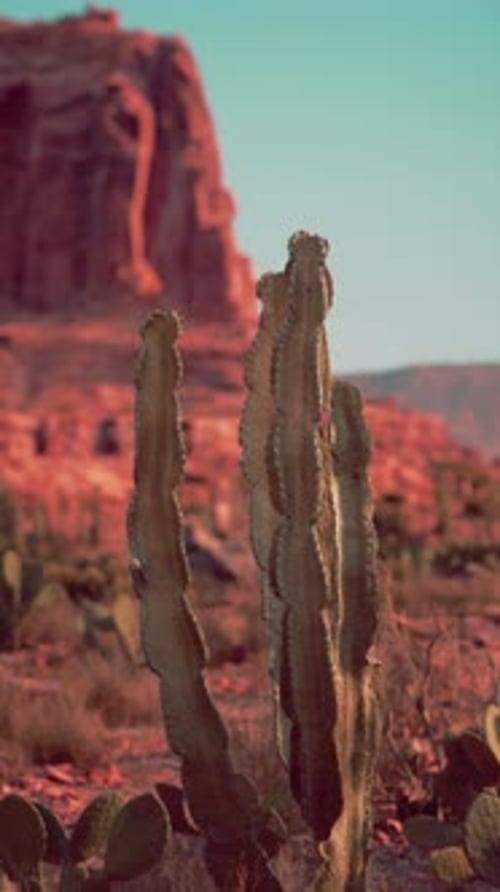 Large Cactus Standing in Desert
