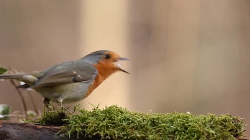 Robin Bird Forest Nature Spring