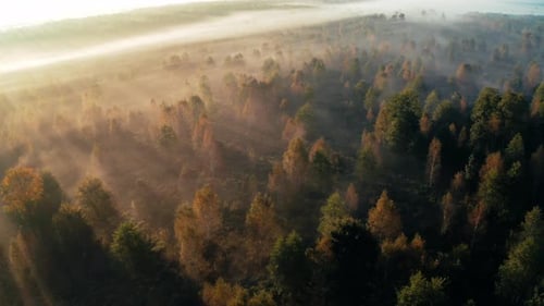 Golden Dawn Aerial View of Misty Forest with Autumnal Elegance