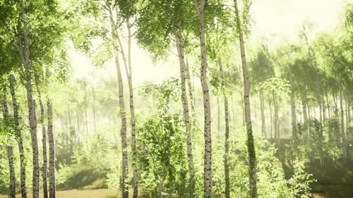 Spring in the Birch Grove Forest