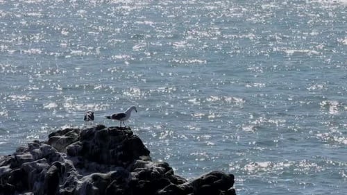 Seagull on rock looking out at ocean.