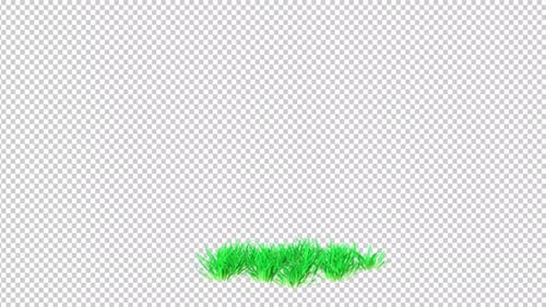 Grass Patch Growing Transparent Background