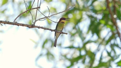 Colorful Beeeater Bird Perched on Branch Against Natural Green