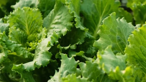 Lettuce Growing in the Garden Selective Focus