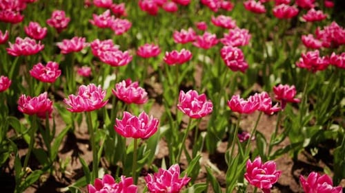 Pink Tulips Blooming in Spring Garden Sunlight
