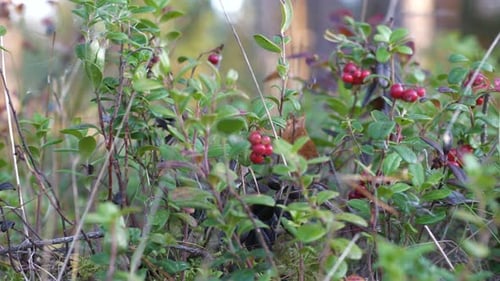 Airelles rouges dans la forêt nordique, fermer la poêle