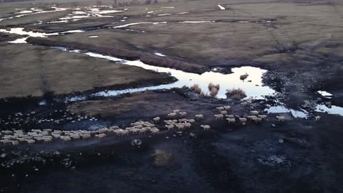 Eine Schafherde, die von der Weide zurückkehrt, durchquert das Schilf