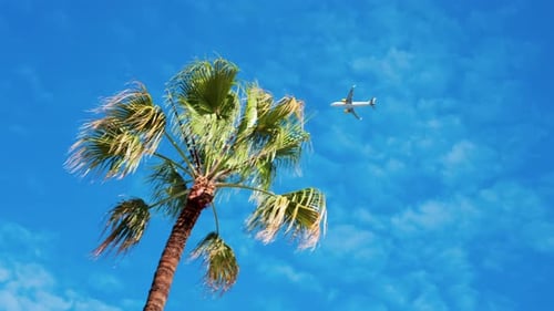 Airplane flying above a palm tree on the blue sky