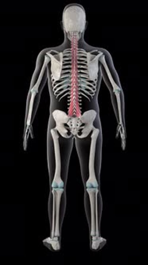 3D Human Skeleton with Highlighted Spine Rotating Medical Animation