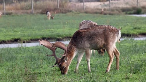 The video shows a group of deer grazing in a green field near a small stream. Some deer