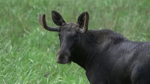 Moose Turns Head in Green Meadow