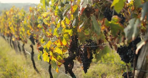 Red Grapes at Sunset Light