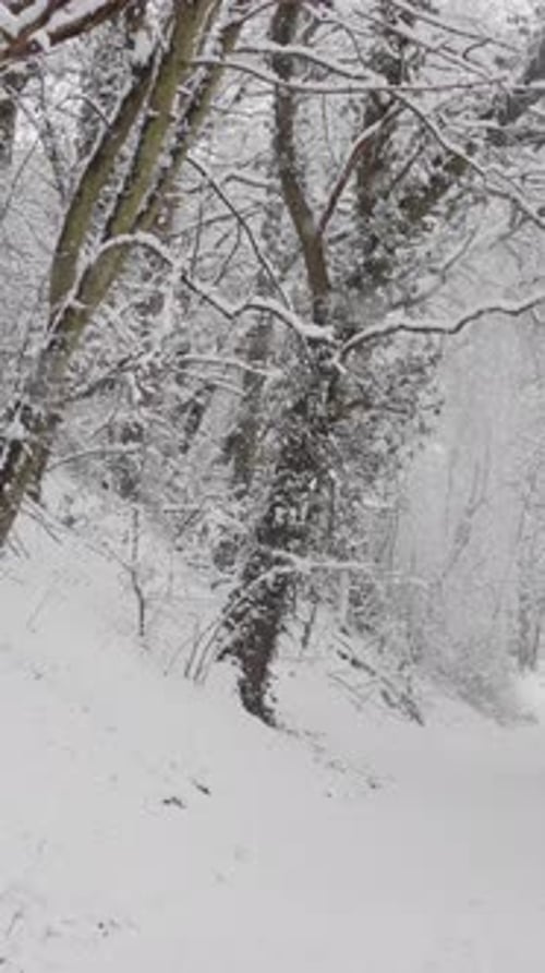 Winterwaldspaziergang Ruhiger Spaziergang entlang des eisigen Waldweges Schneebedeckte Bäume umgeben den friedlichen Winter