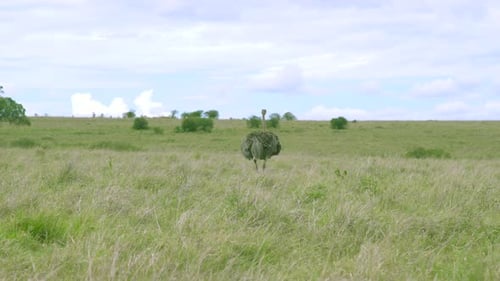 An Adult Ostrich Walks Across the Wide Green Savanna Plains Under a Cloudy Sky in Maasai Mara Kenya