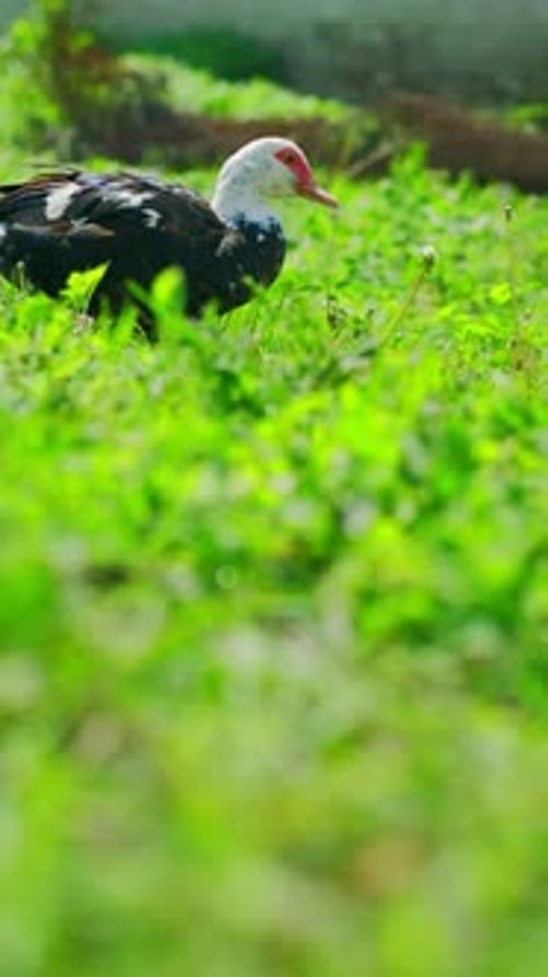 Canard de Barbarie butinant sur une herbe verte luxuriante sous un soleil radieux dans un cadre extérieur serein