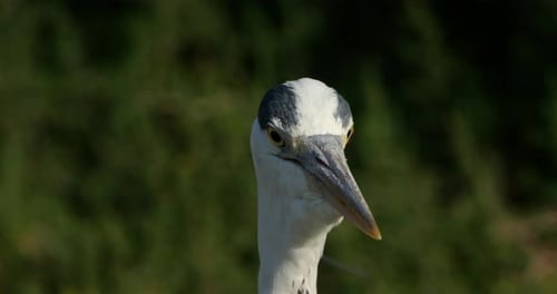 Portrait of grey heron in the , Camargue, France.