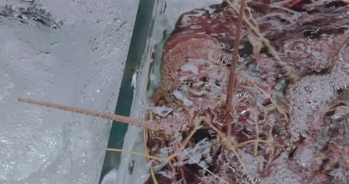 Big Lobsters At The Asian Seafood Market