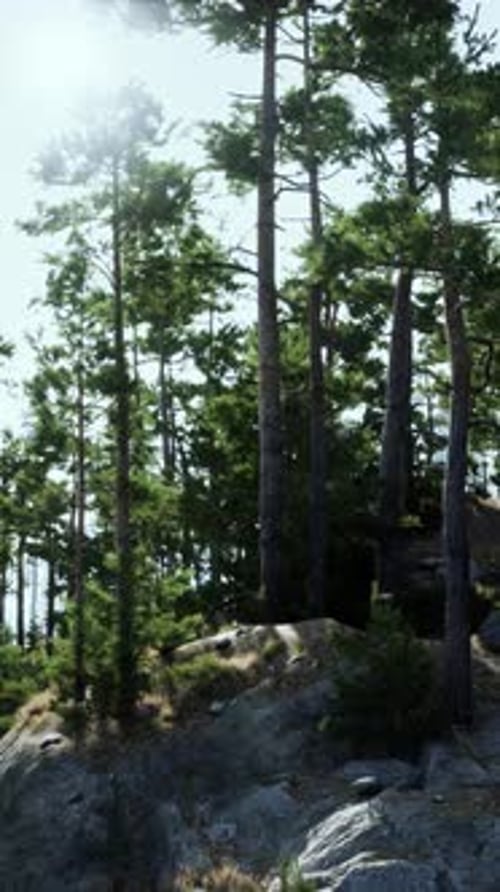 Sunlight Filtering Through Trees on Rocky Hillside