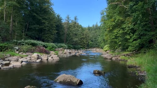 A Calm River in a Lush Forest Surrounded By Diverse Flora and Fauna