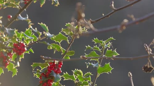 Bright red holly berries on a holly bush. Back lit by the winter sunlight shining through the lush g