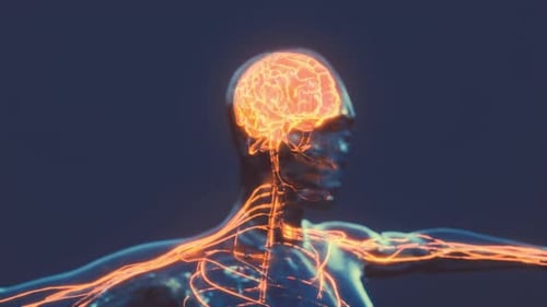 Digital Visualization of Human Brain and Nervous System